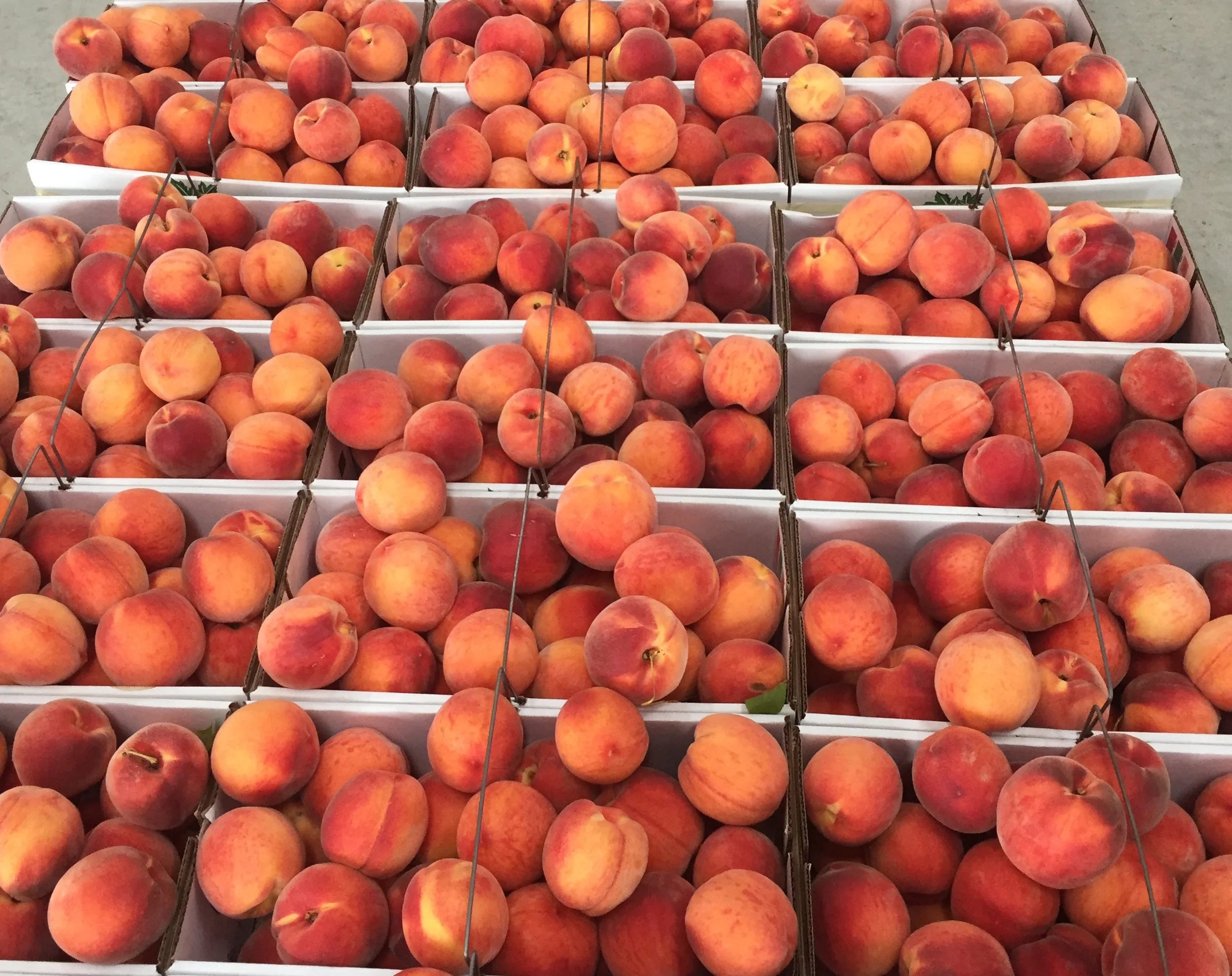 Peach Season! // Saturday, August 25, 2018
