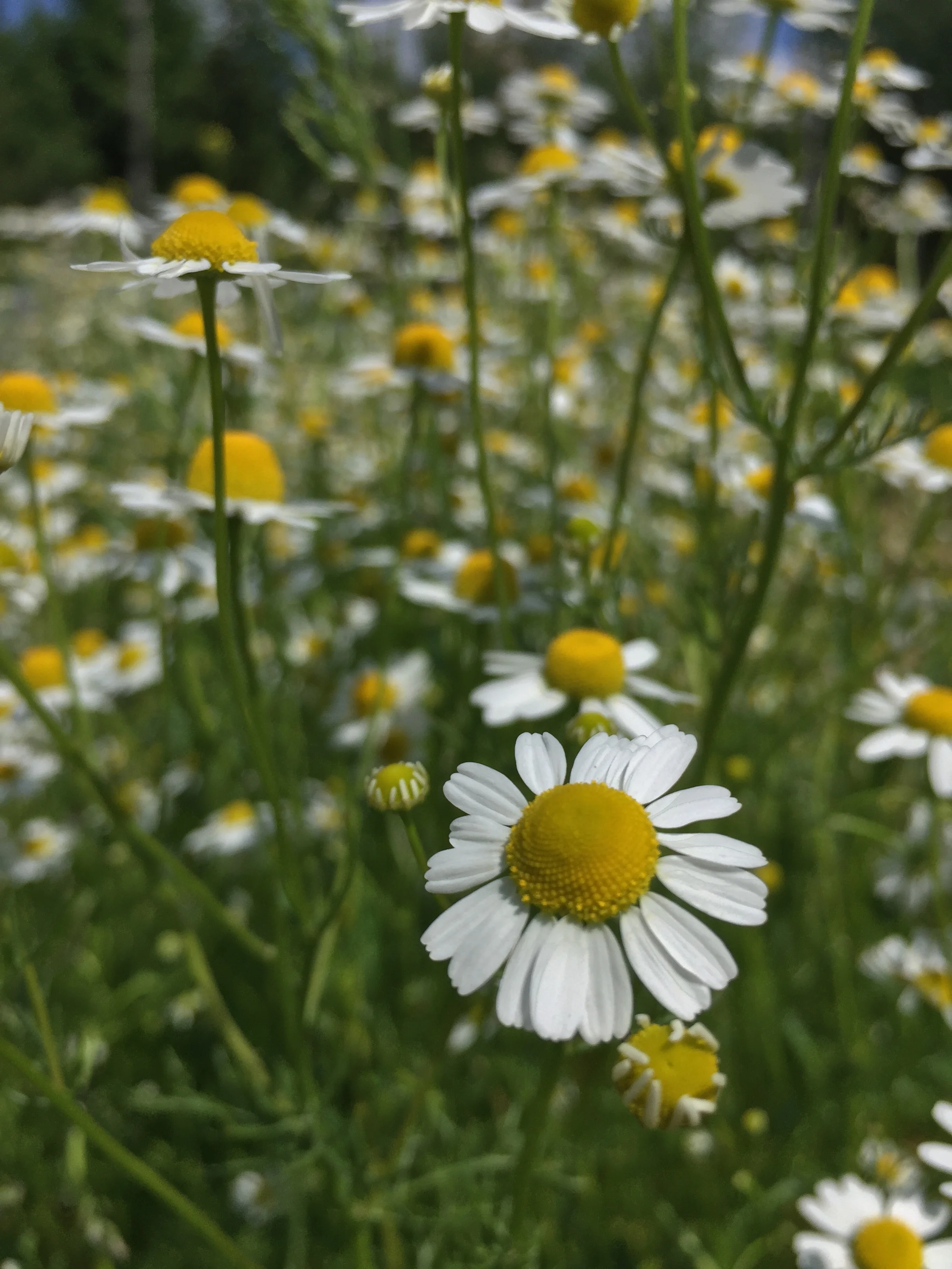 Menu for Saturday, June 08, 2019