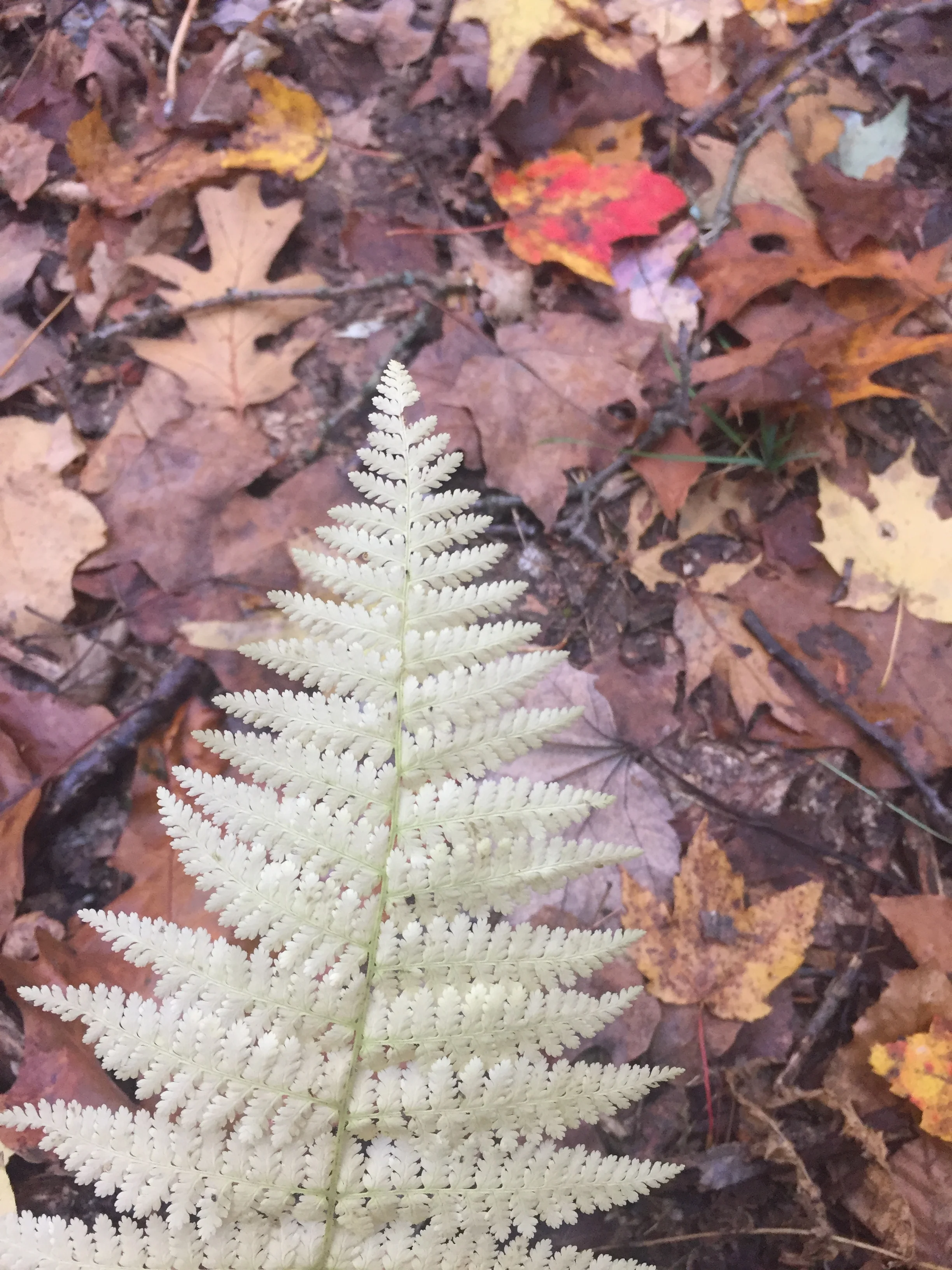 Menu for Saturday, November 2, 2019