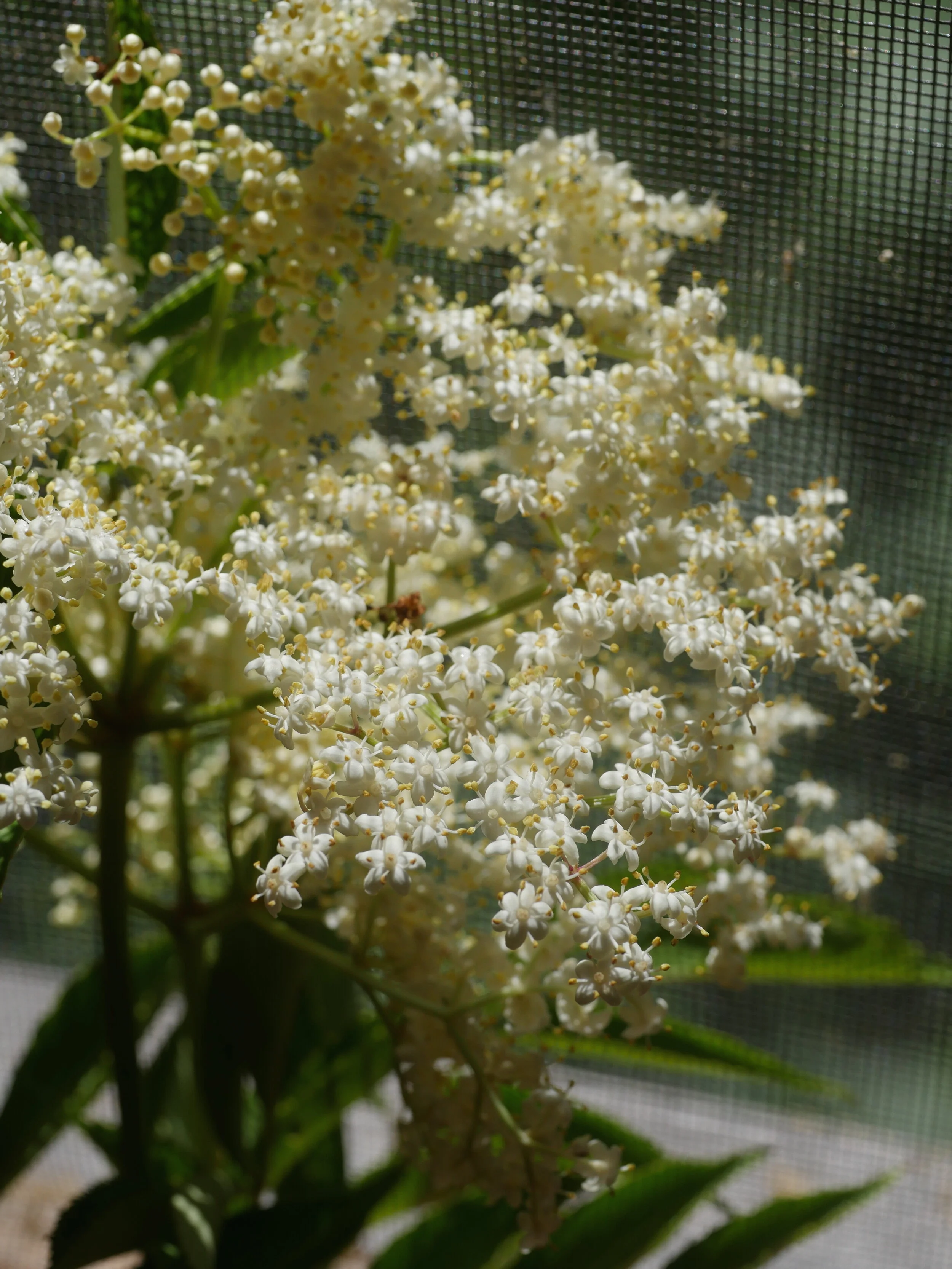 Menu for Saturday July 4, 2020  