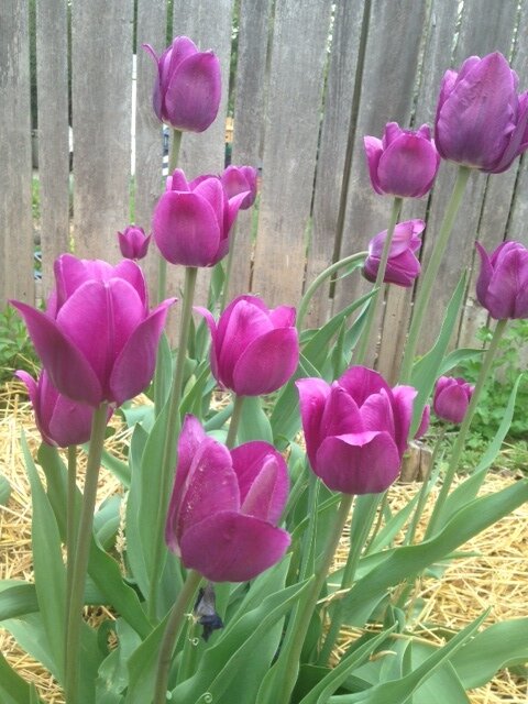 Saturday Market Menu for April 24, 2021