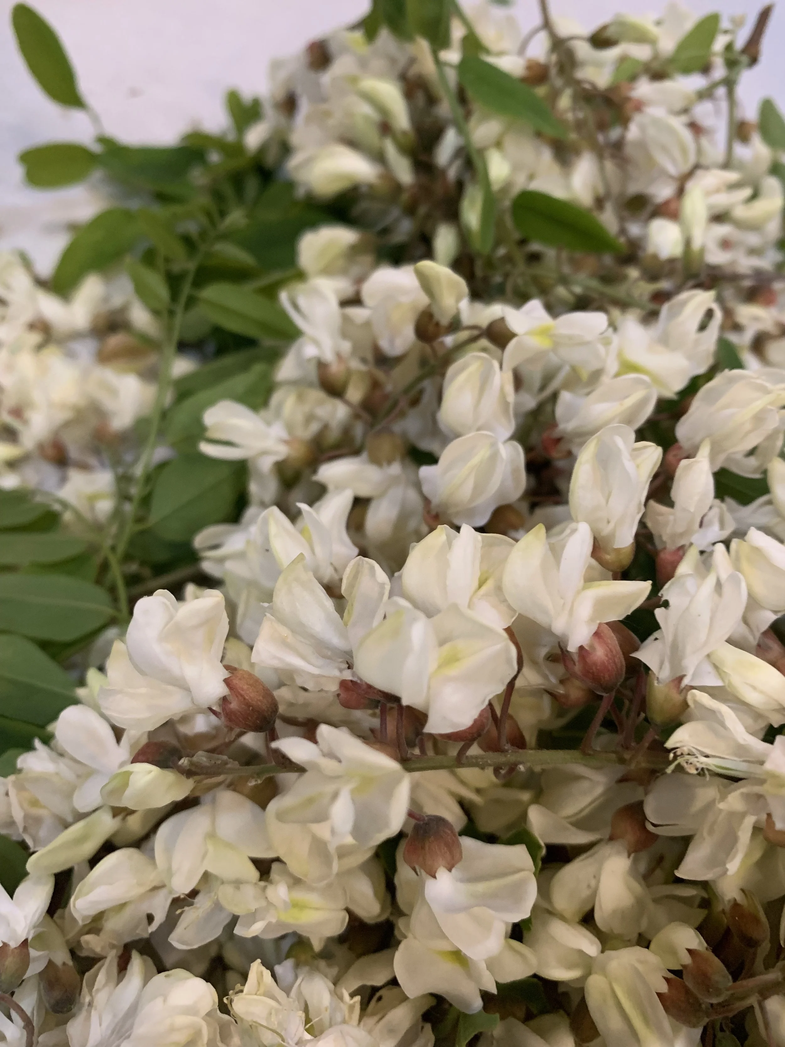 Saturday Market Menu for June 3, 2023