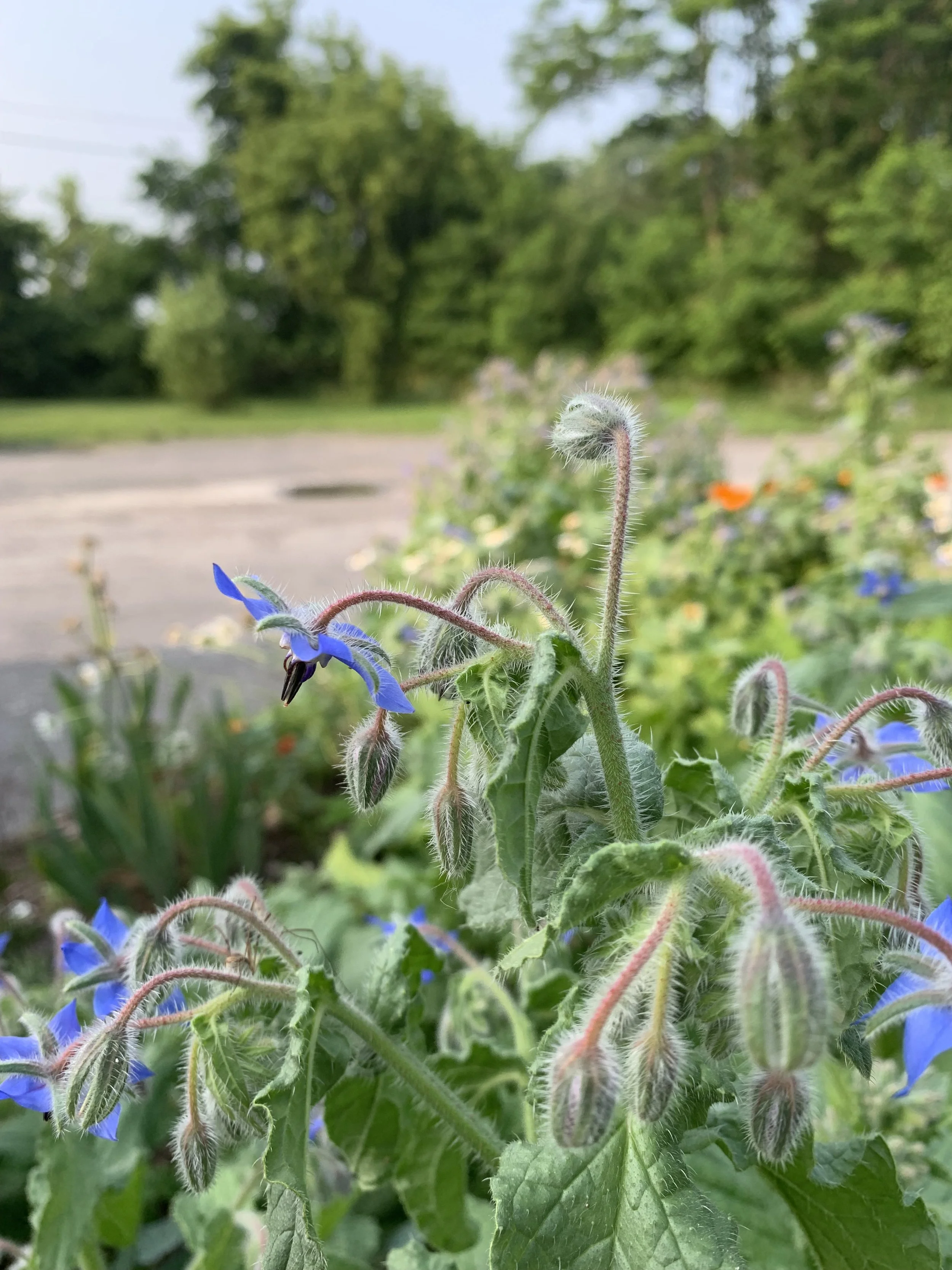 Saturday Market Menu for July 1, 2023