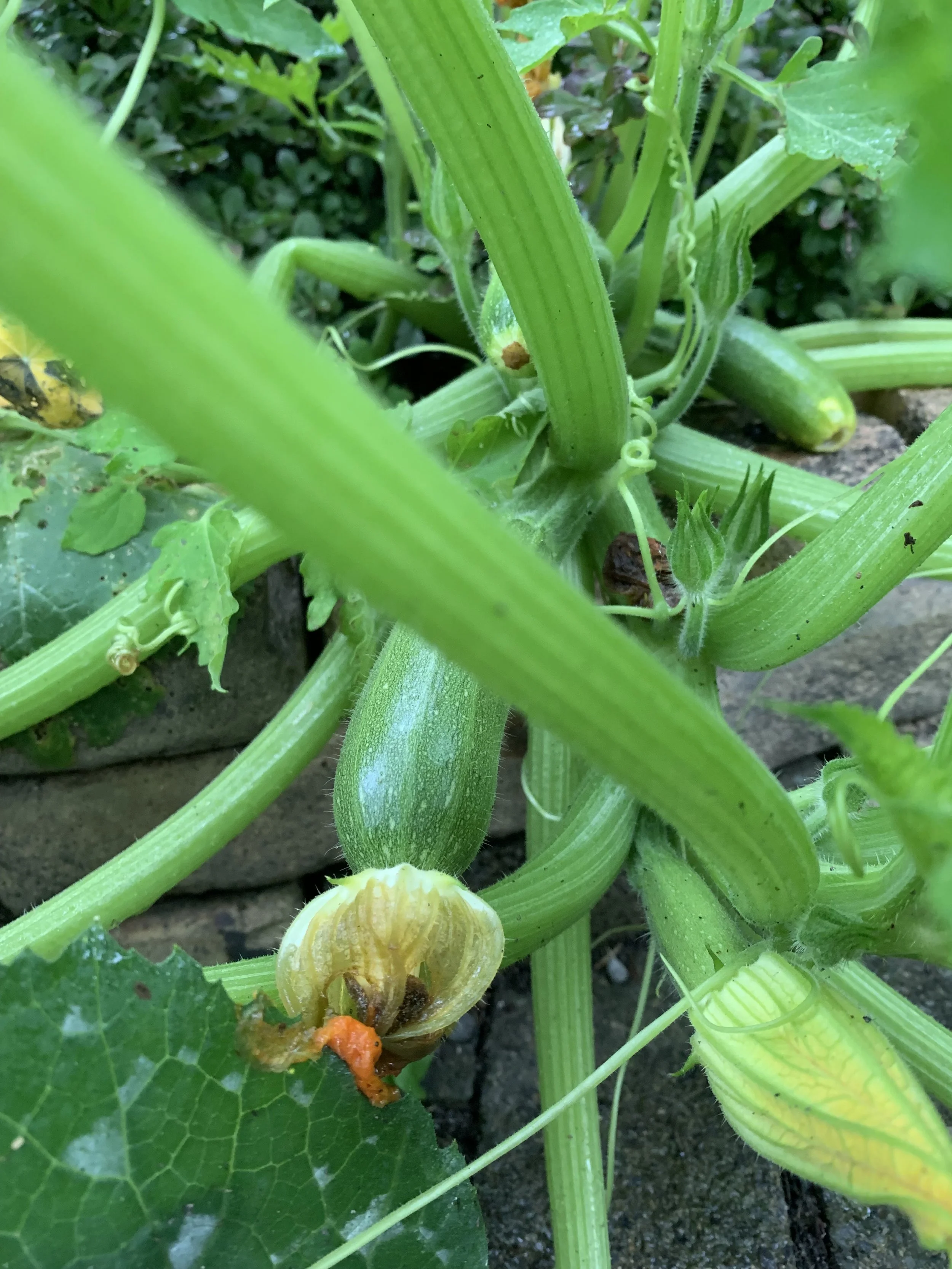 Saturday Market Menu September 28, 2024