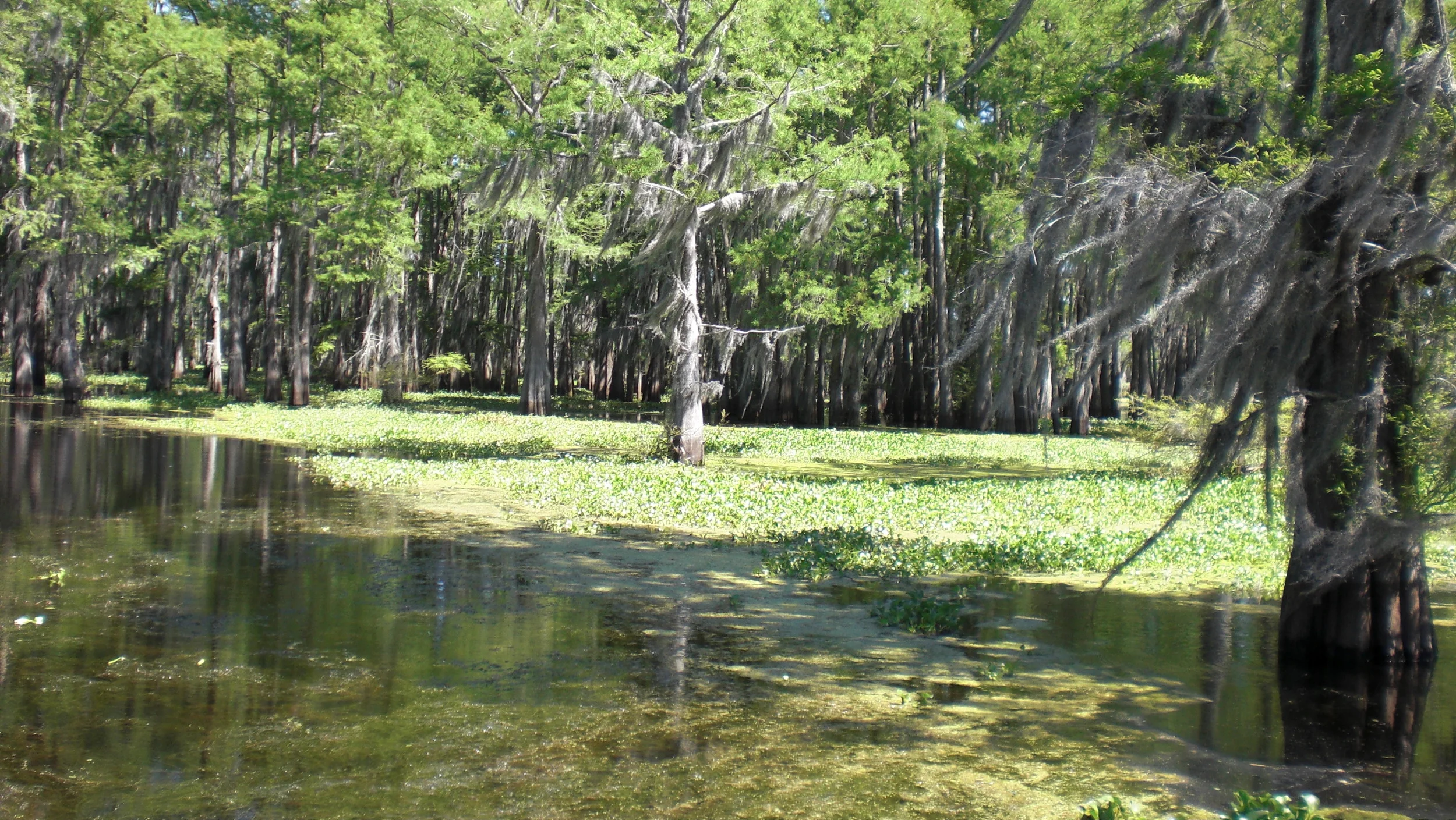 Swamp r1.jpg