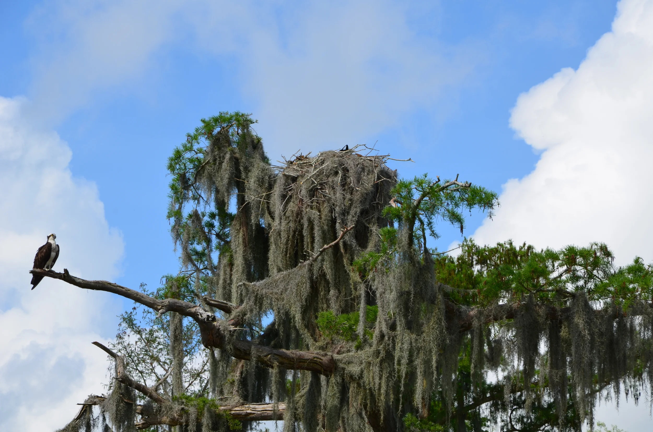 DSC_0084.JPG