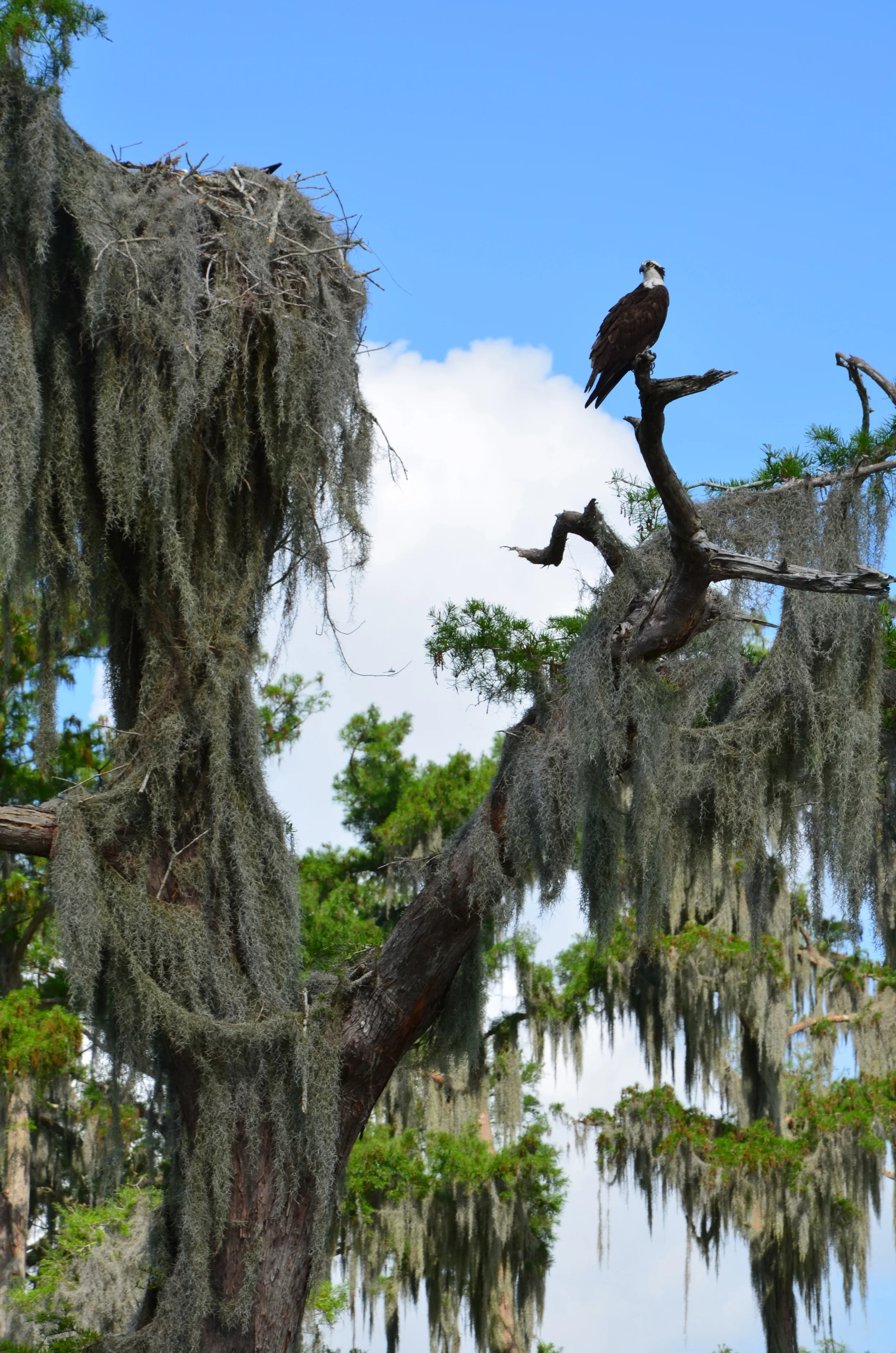 DSC_0090.jpg