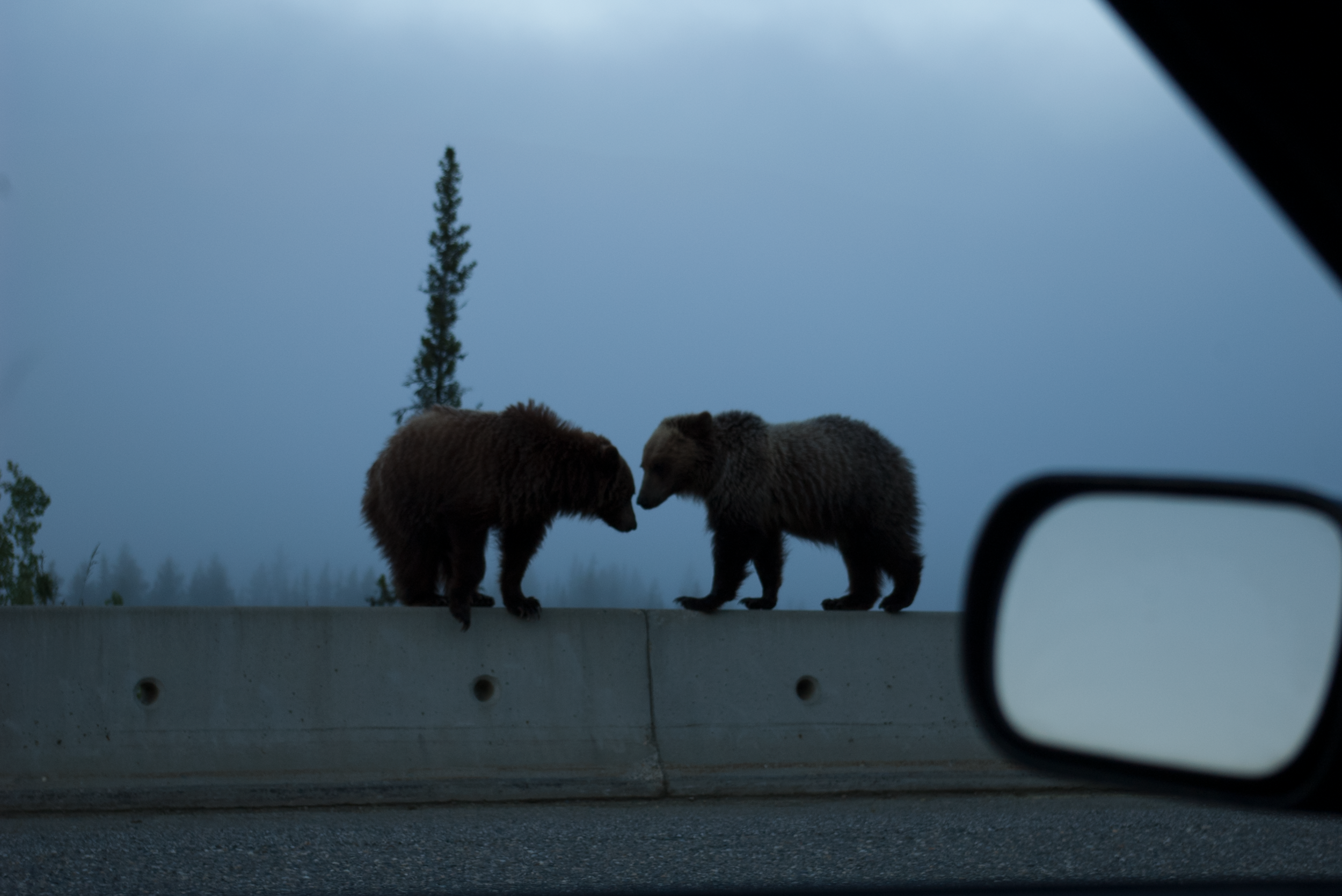 And some bears . . .