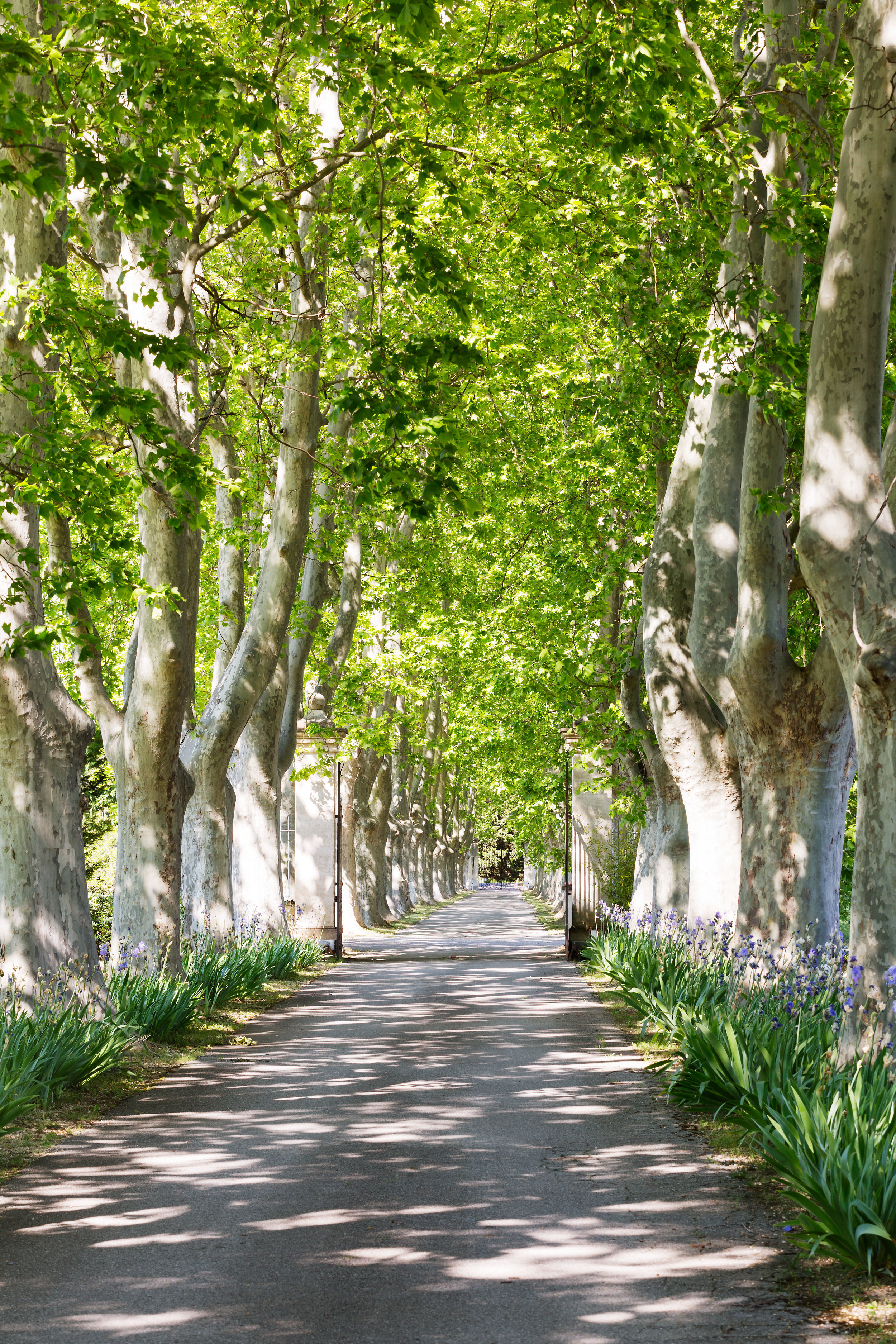 ALLEE1.jpg