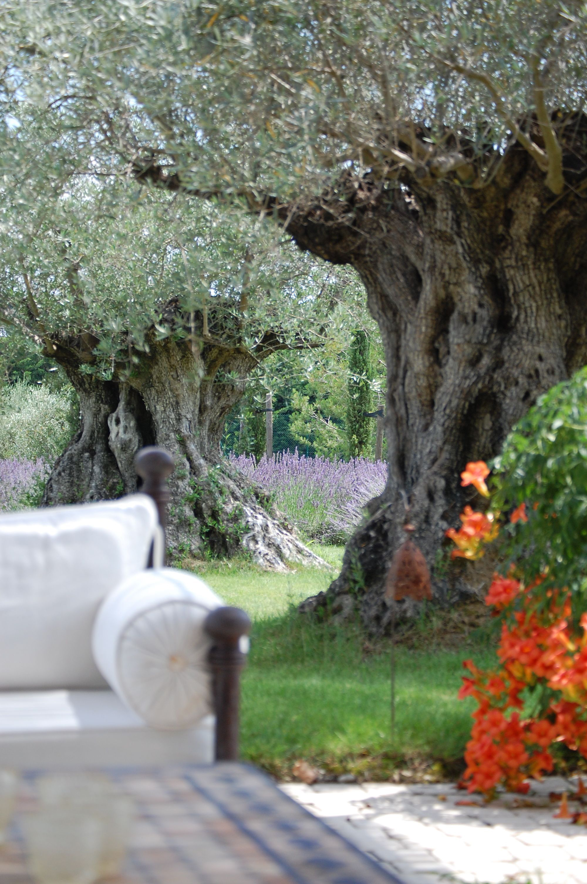 olive_trees_old.jpg
