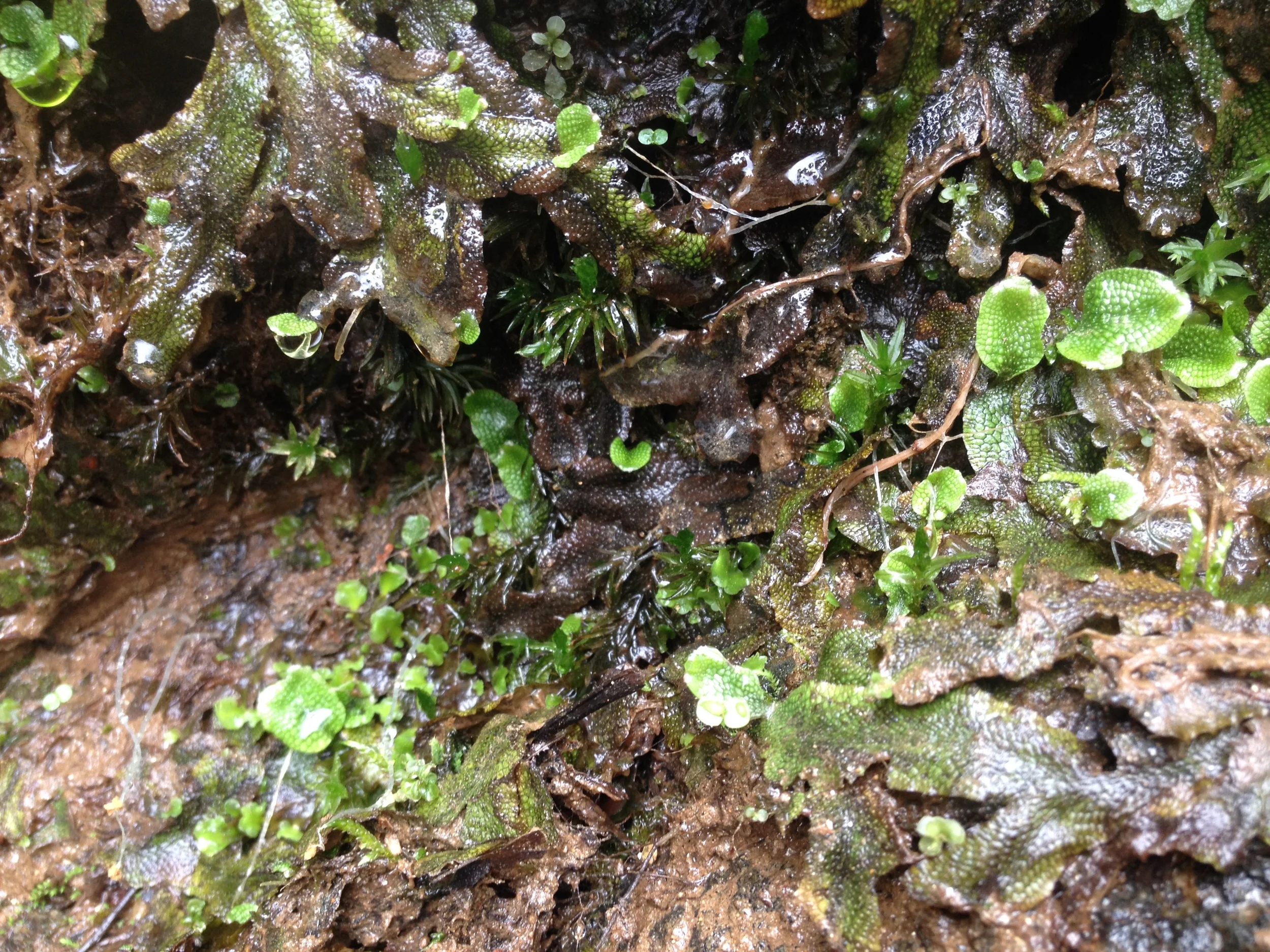 Liverworts (Hepatophyta) at Little Bradley Falls, NC