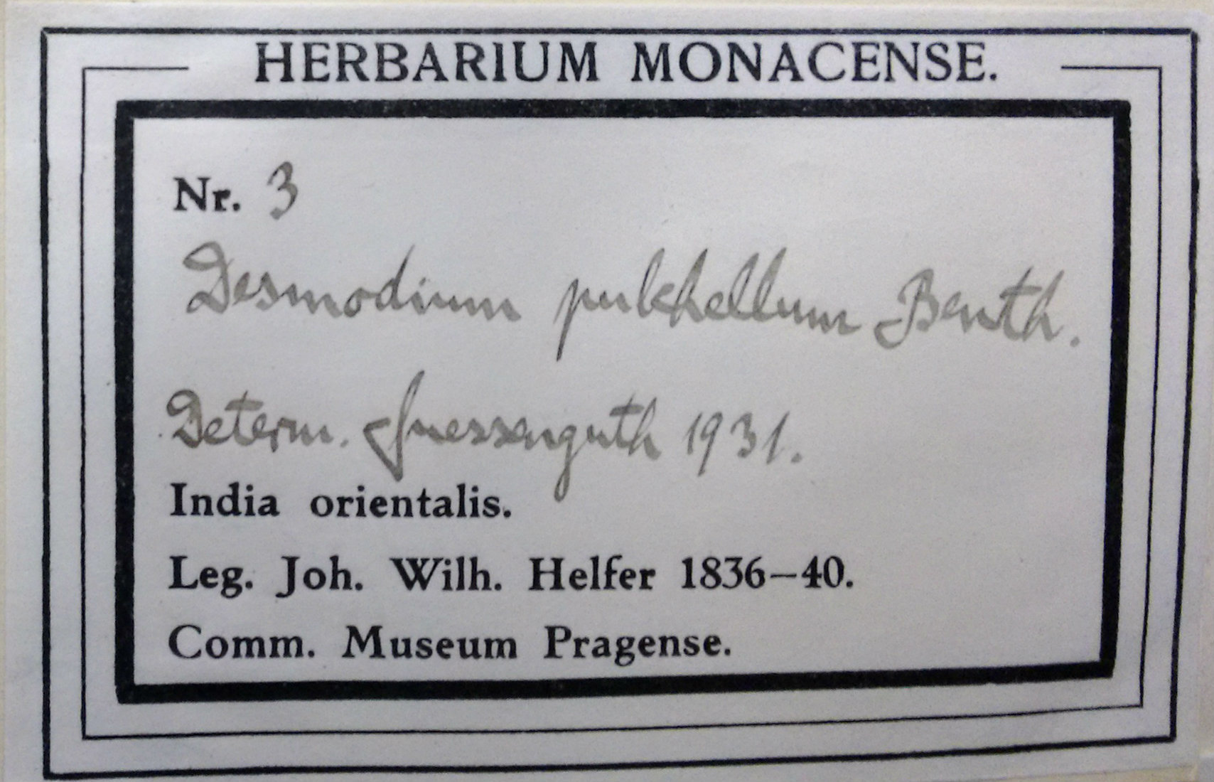 Herbarium monacense 2.jpg