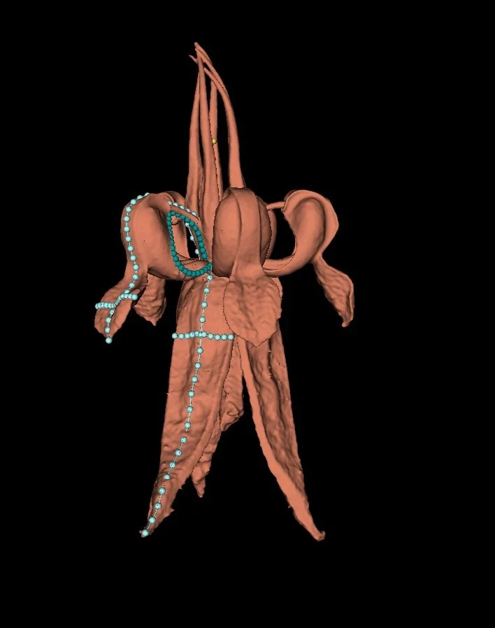 3D surface model of a cacao flower with landmarks