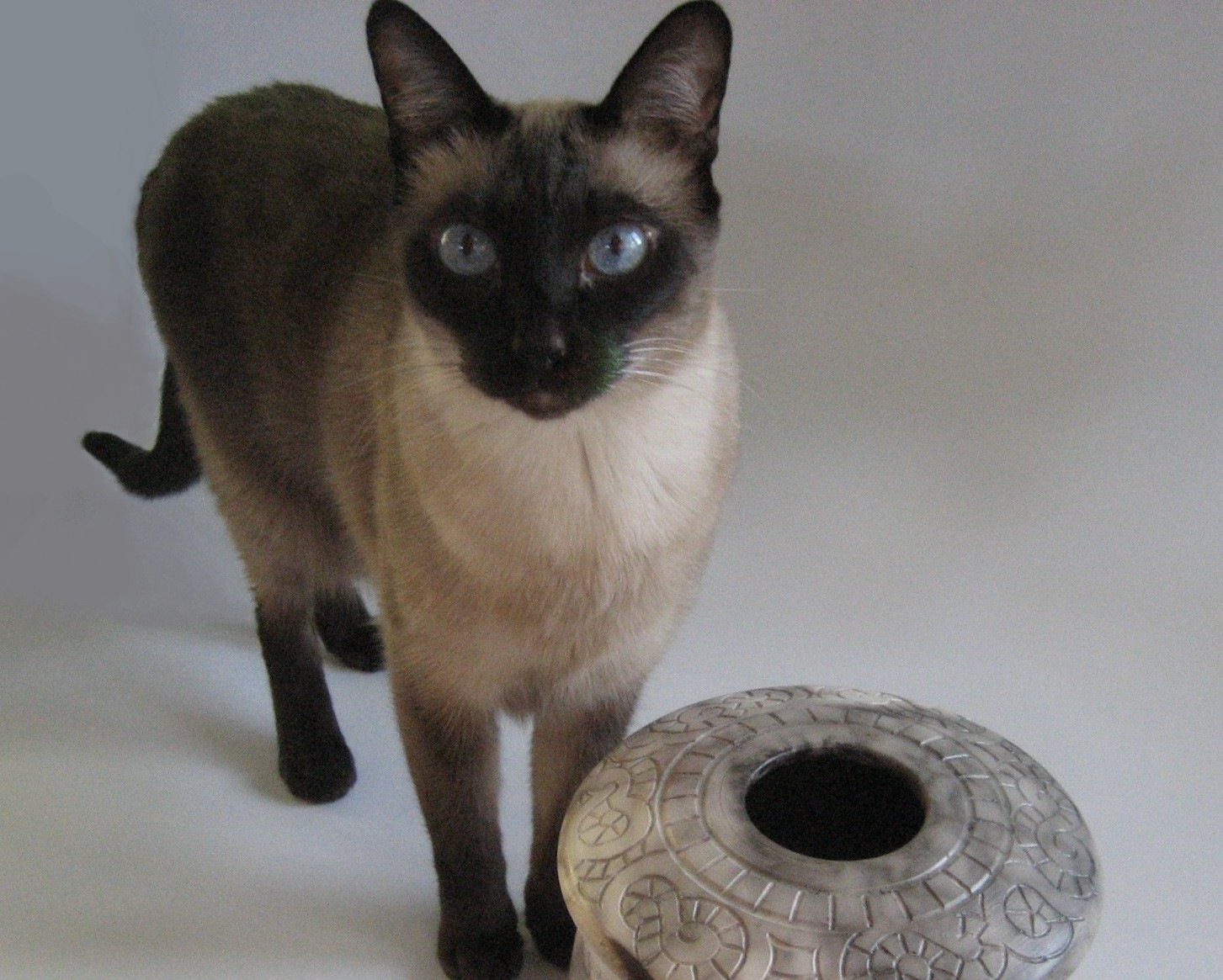 The king of photo bombs. I gave up trying to do formal pot pictures long ago. Relatedly, I have a lot of wonderful pictures of Henri. 