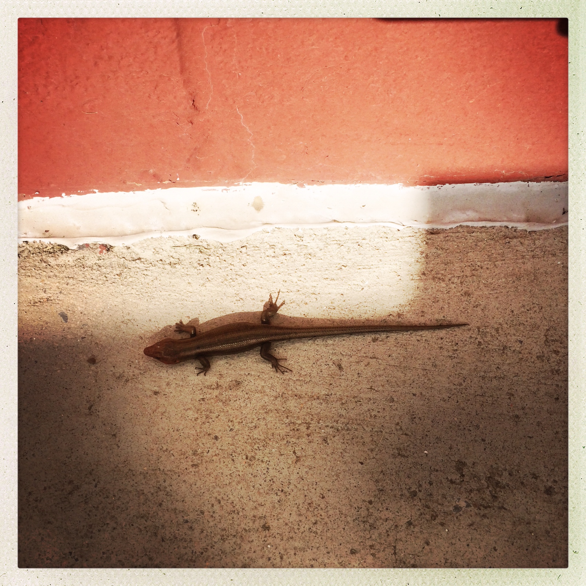 The resident lizard