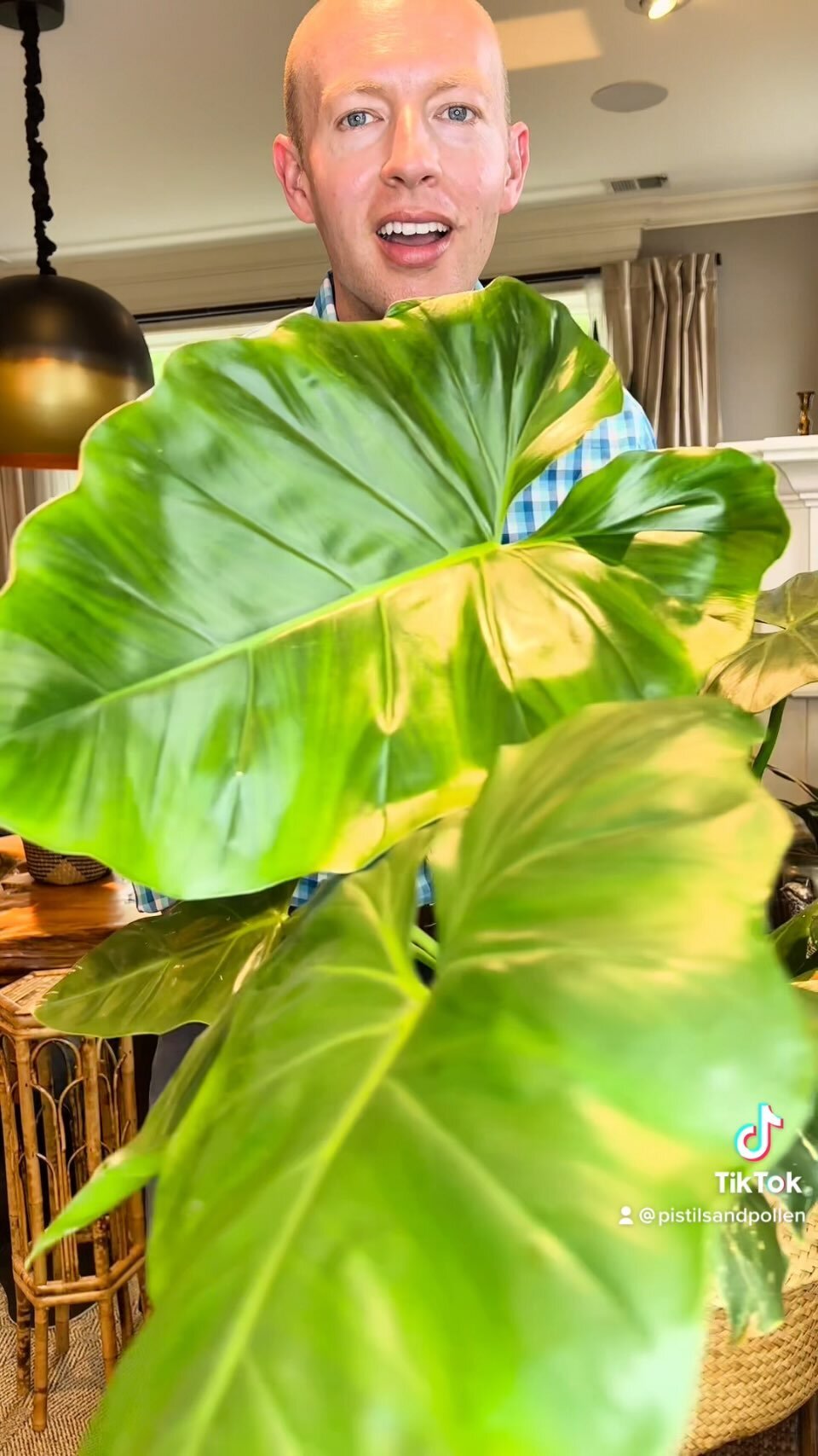 Philodendron giganteum is a plant that lives up to its name—these leaves are gigantic!
But I know they can get even bigger. If you followed my trip to Puerto Rico earlier this year, you may have seen me pose with a P. giganteum whose leaves we