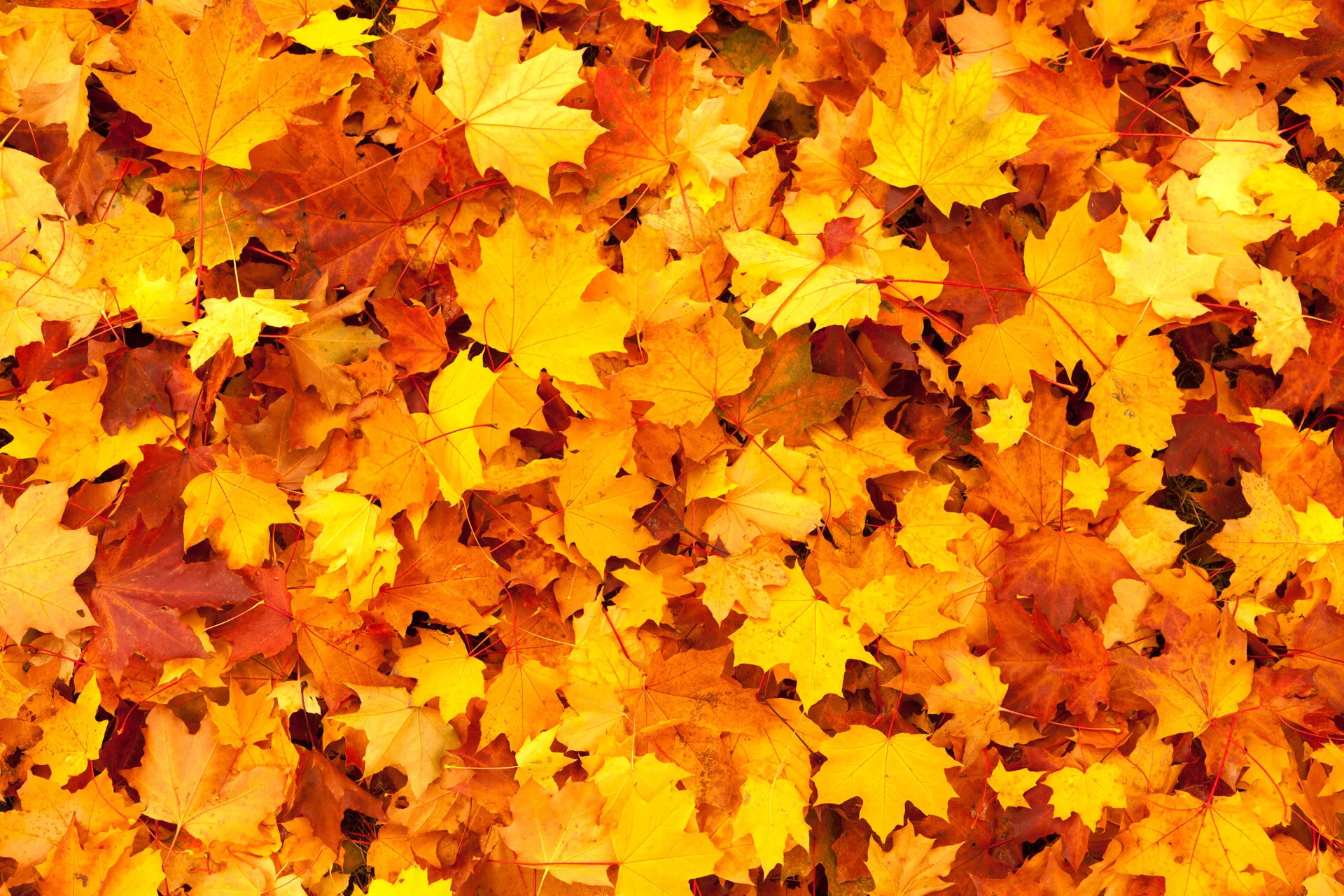 maple-leaves-background.jpg