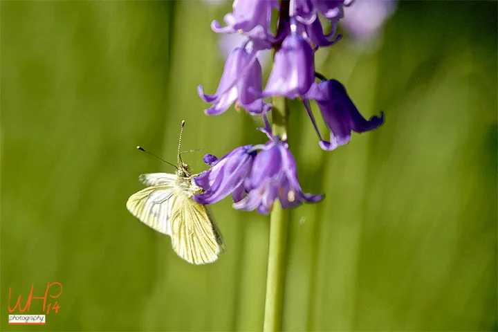 Lilac