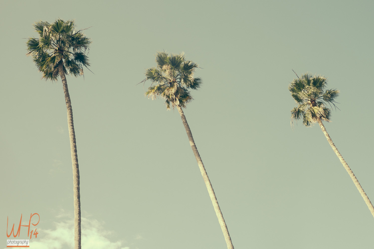 3 Palms In Cali