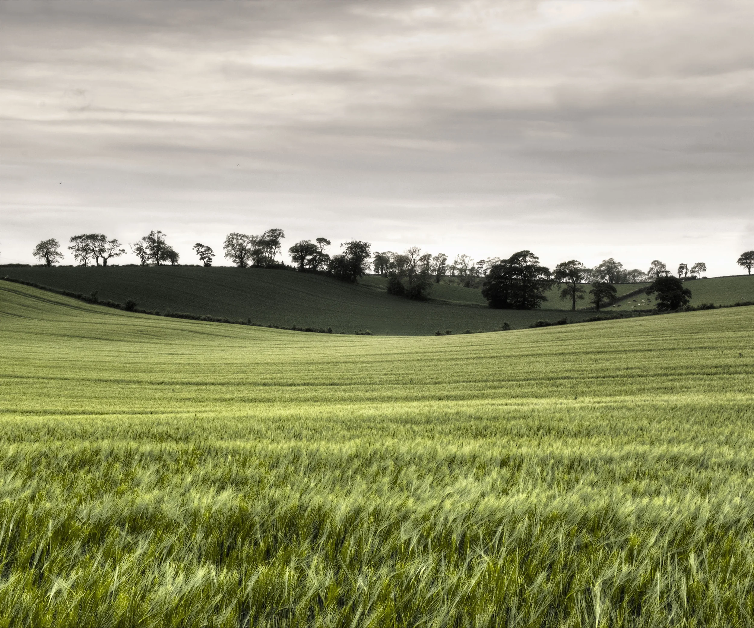 Wheat Curve