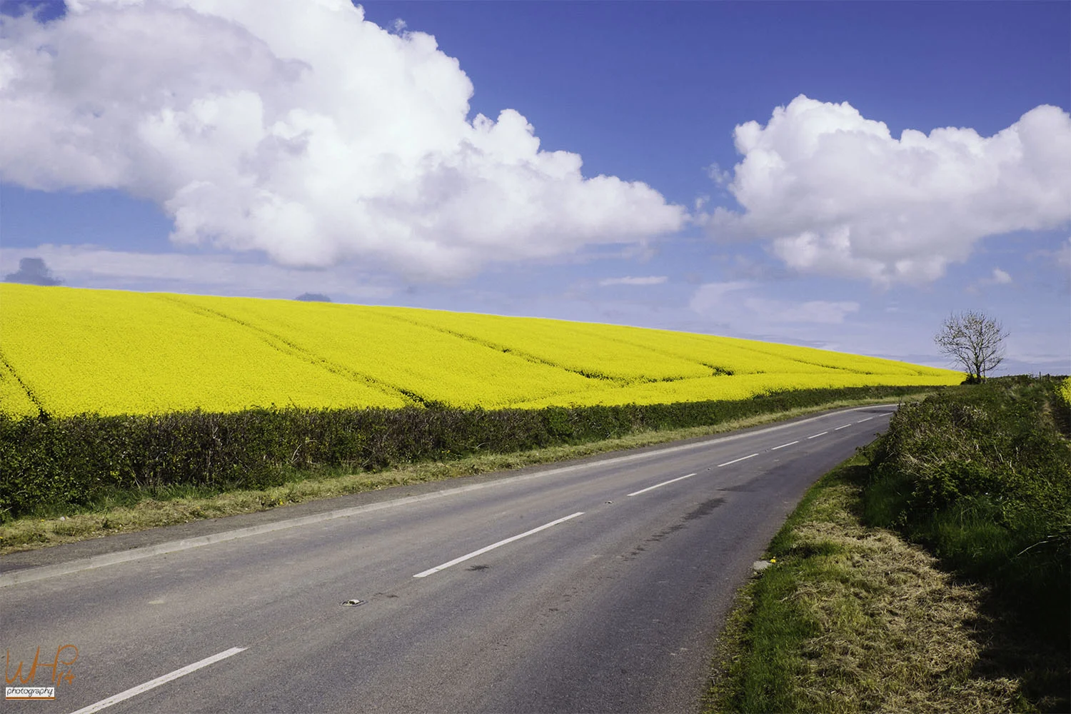Fields Of Rapeseed Crops (digi)
