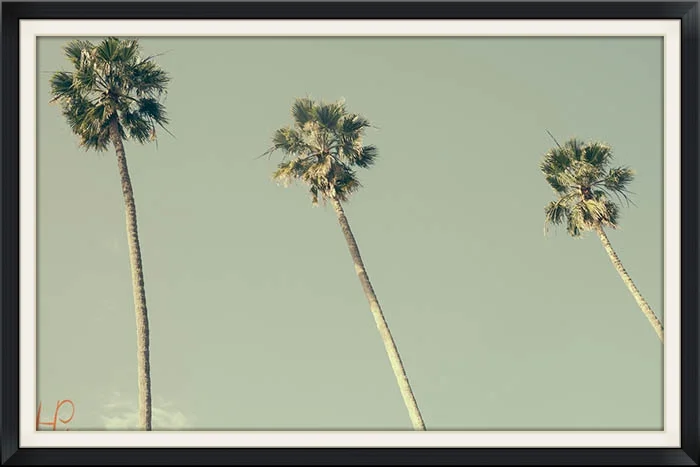palm trees whp.jpg