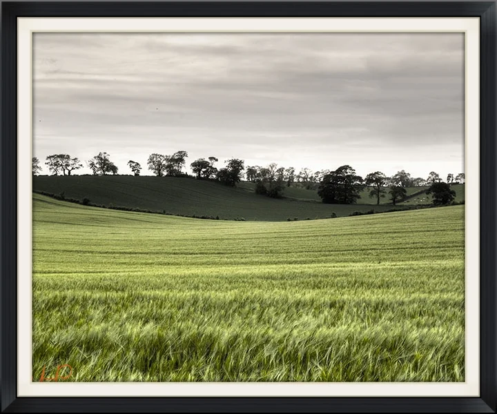 wheat curve 12x10 5px.jpg