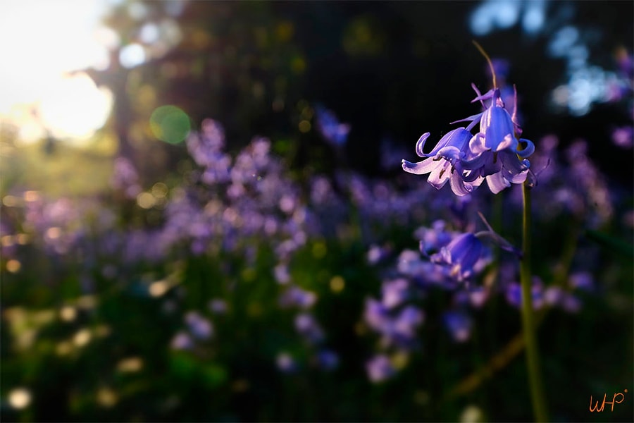 Bluebell Apperance