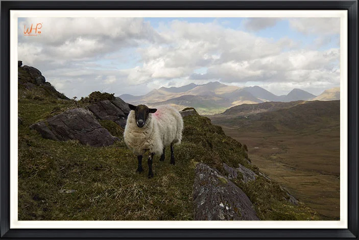 Guardian of Kerry-(Wild Ireland Series)-framed.jpg