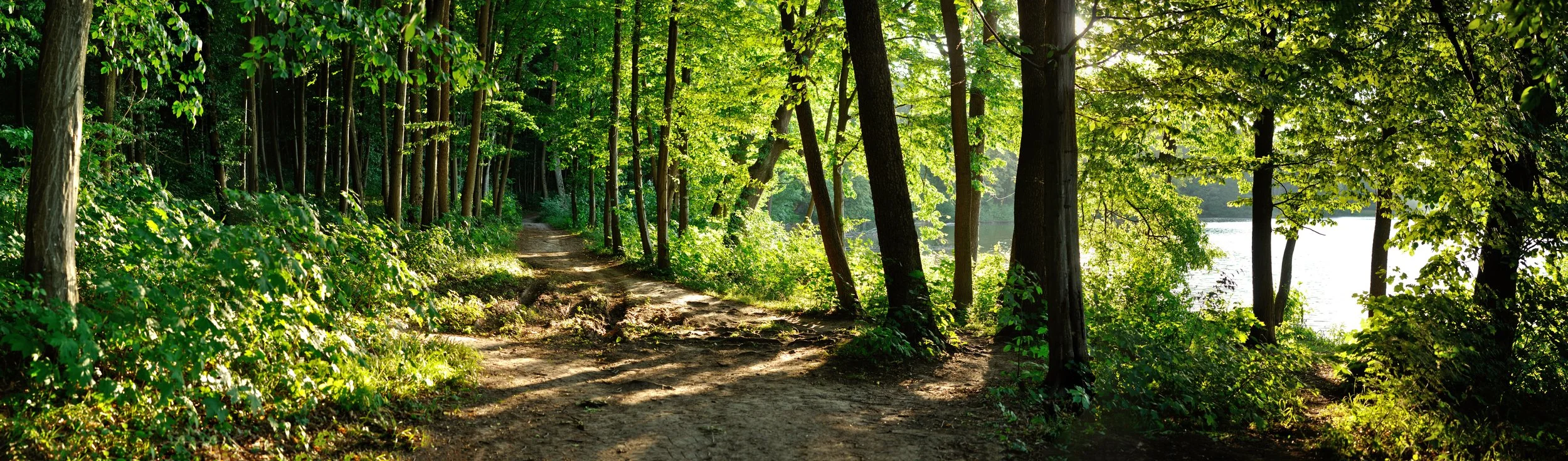 Make a HABIT of Seeking Beauty