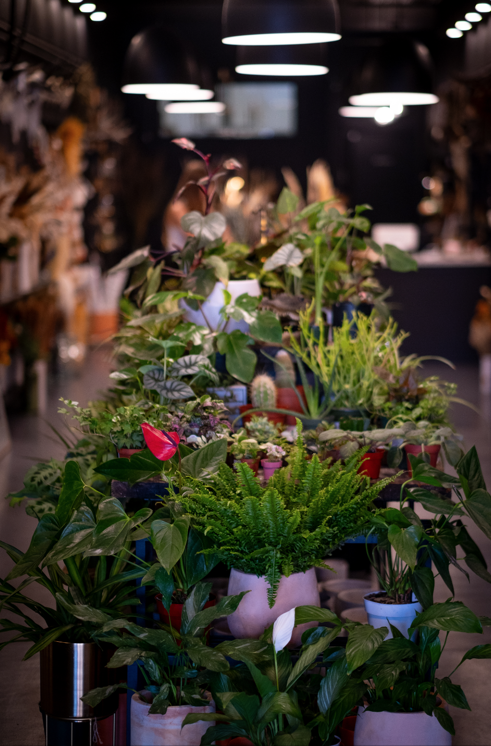 Screen Shot 2025-12-17 at 2.40.17 PM.png