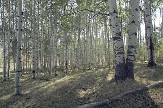 Land Trust to use donated sites for Blackfoot River conservation