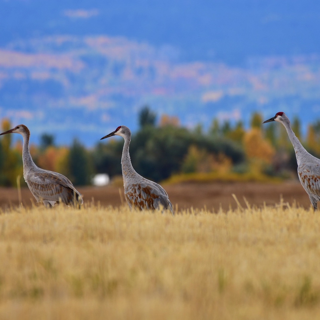  Protecting wildlife habitat and migrations 