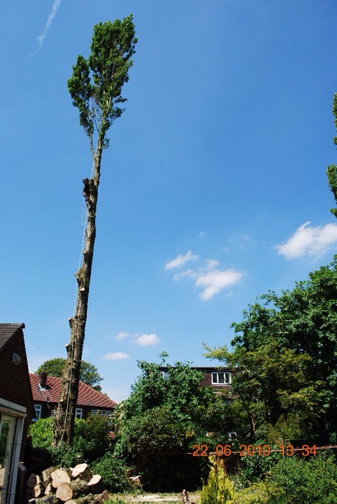 Abortec Tree Surgeons in Bolton