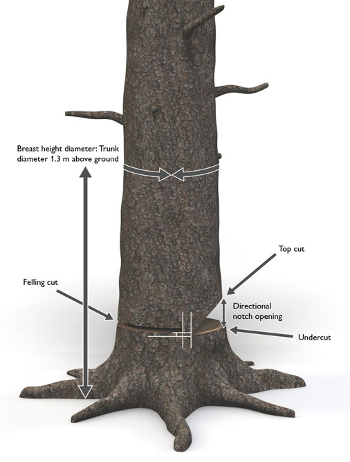 Example of what sort of Felling Cut should be made