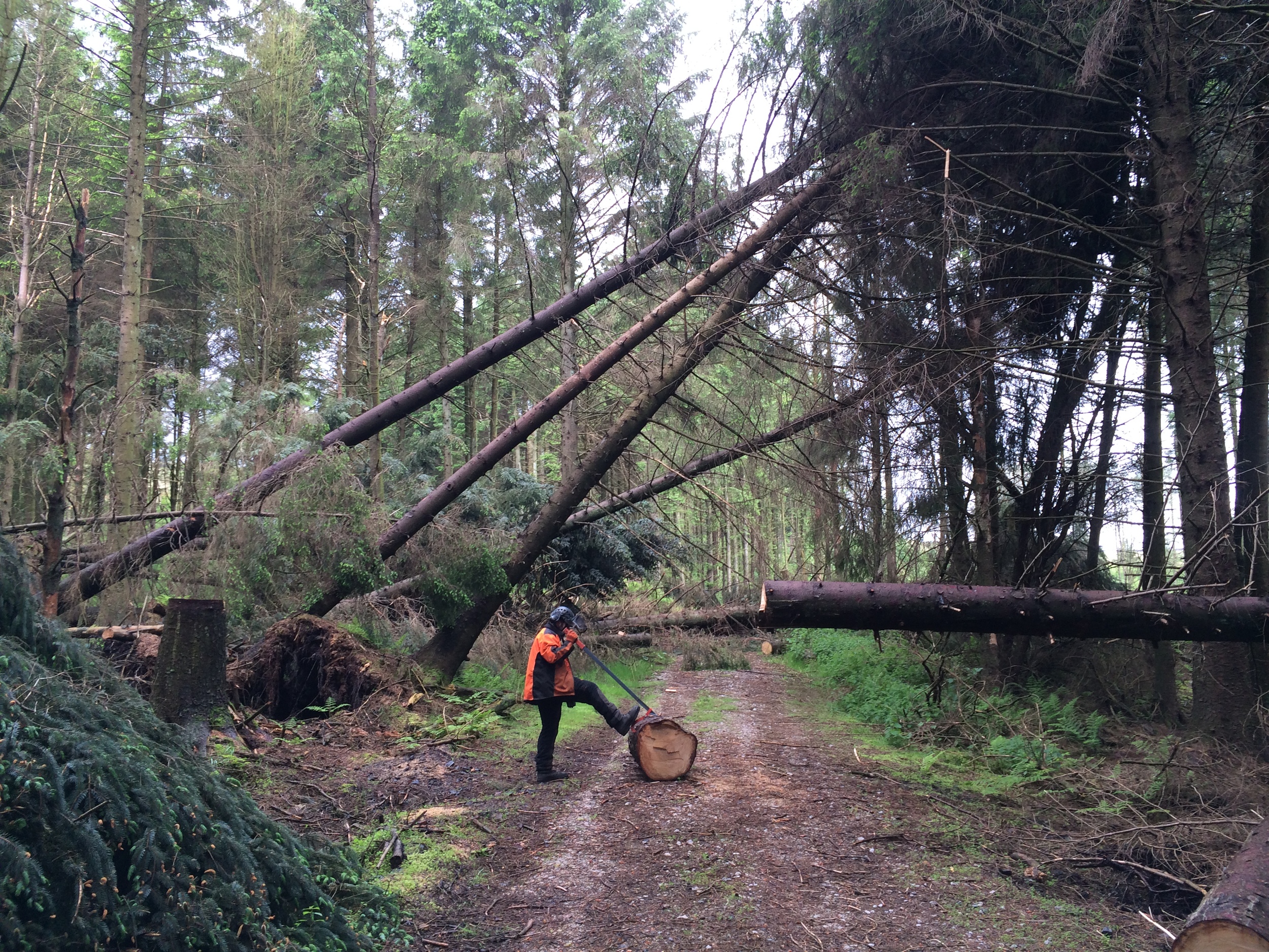 Arbortec the Number 1 Tree Experts in Bolton