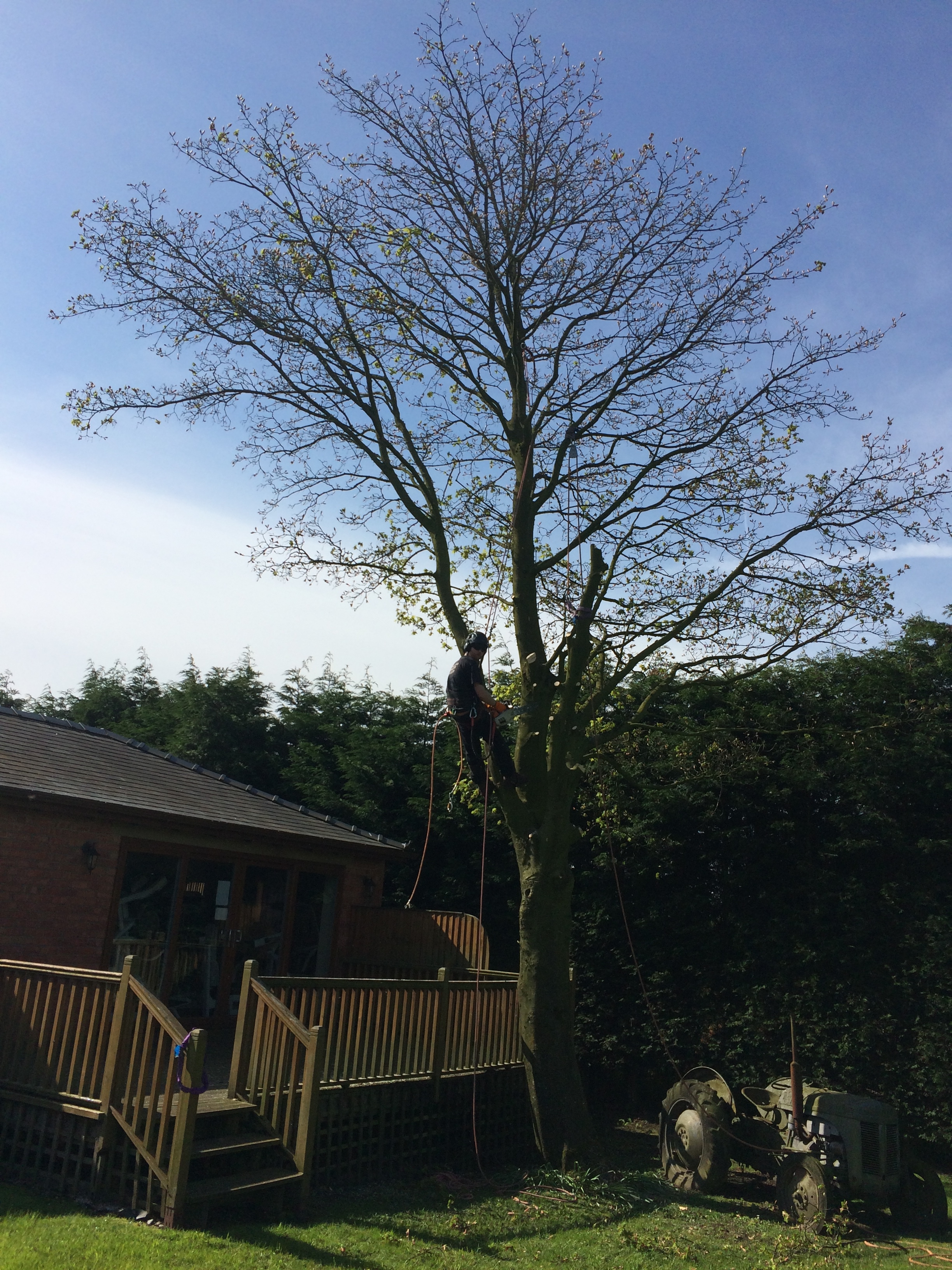 Arbortec Tree Surgeons in Bolton