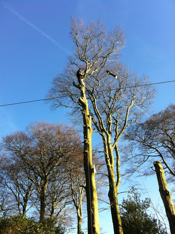 Arbortec Tree Surgeons in Bolton