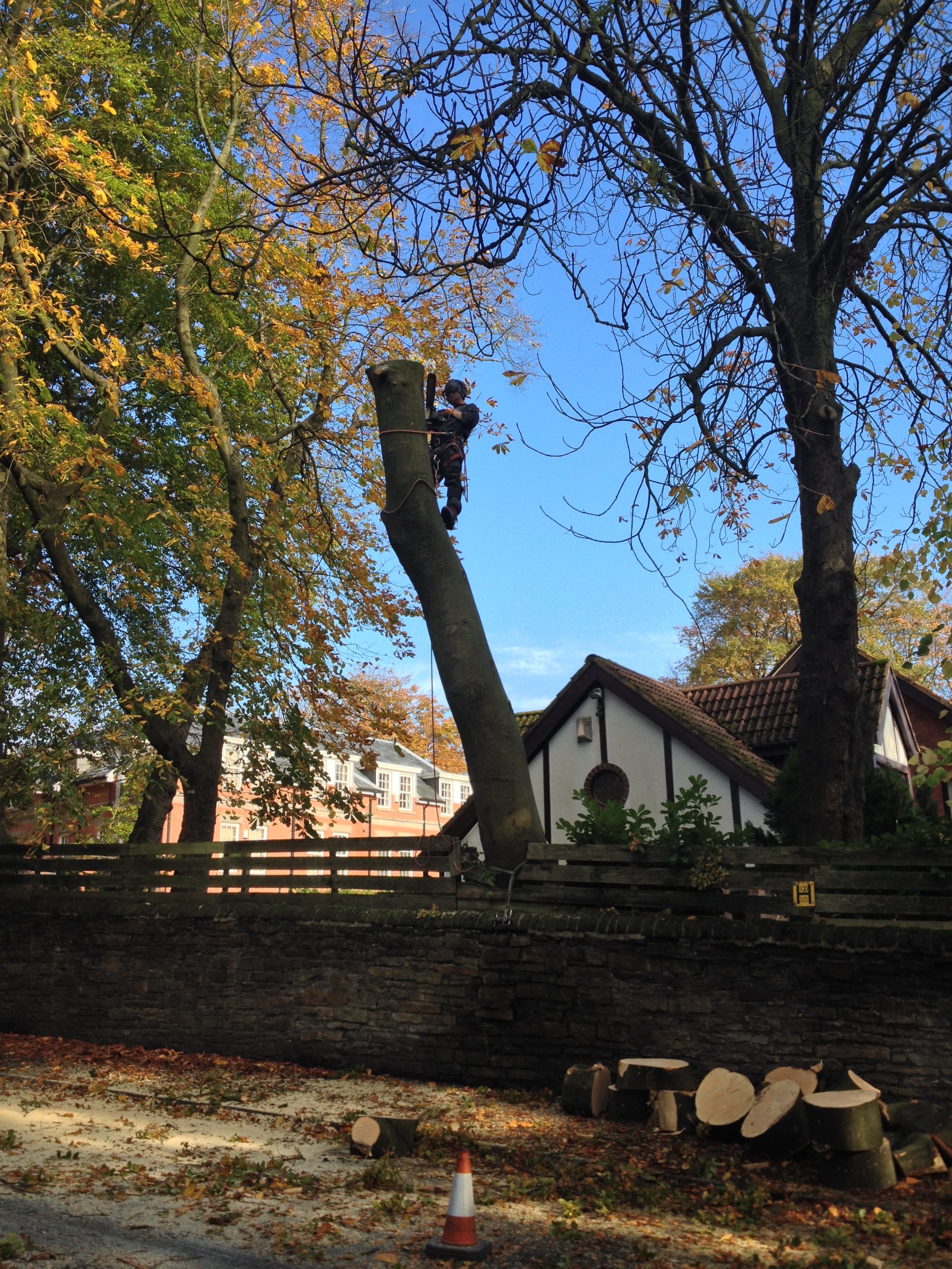 Arbortec Tree Surgeons in Bolton