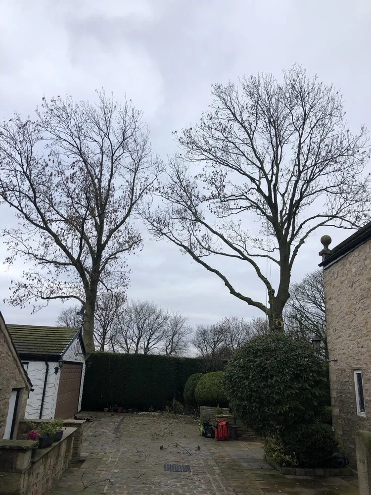 What is Crown Thinning in Trees: Essential Guide for Healthy Growth