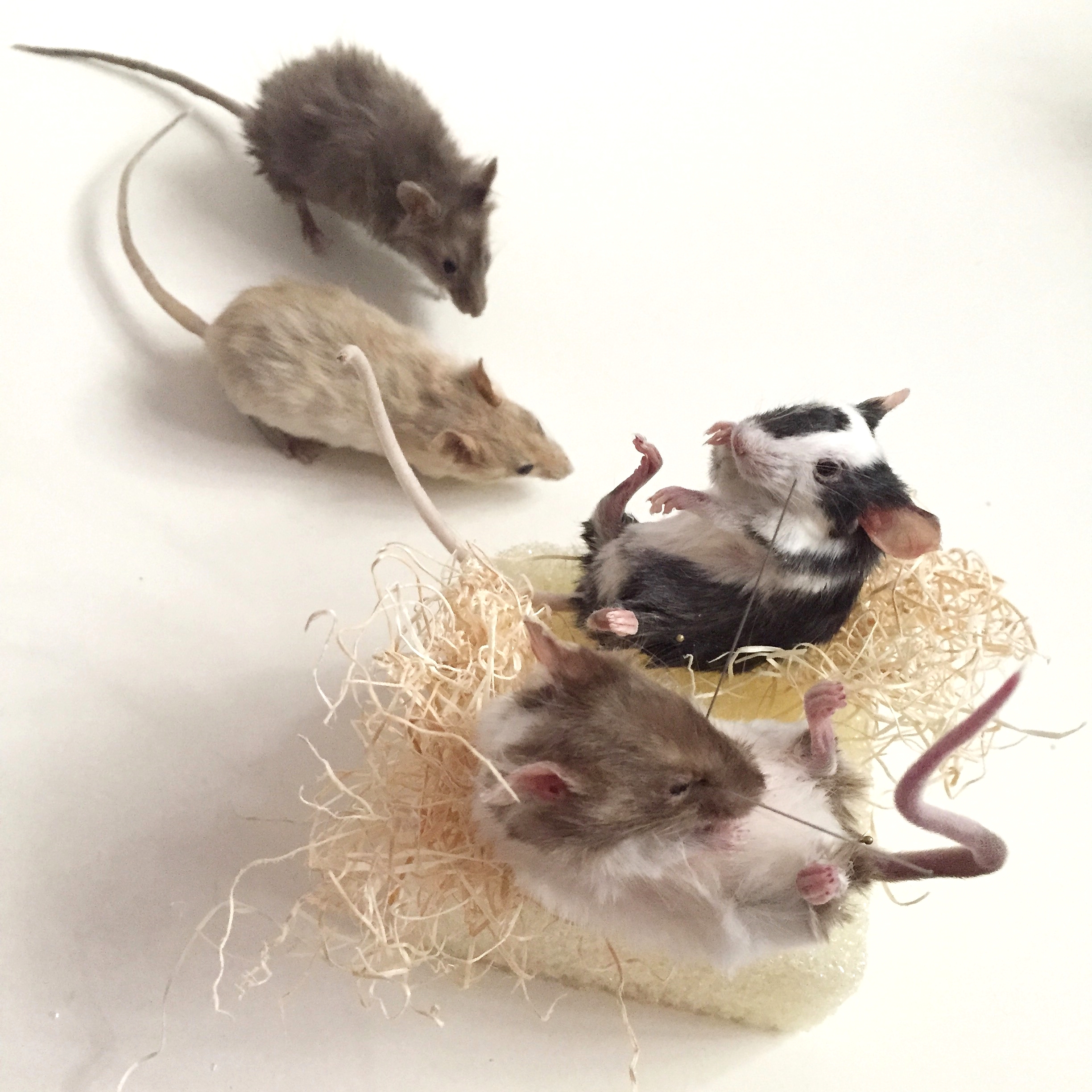 mice in progress