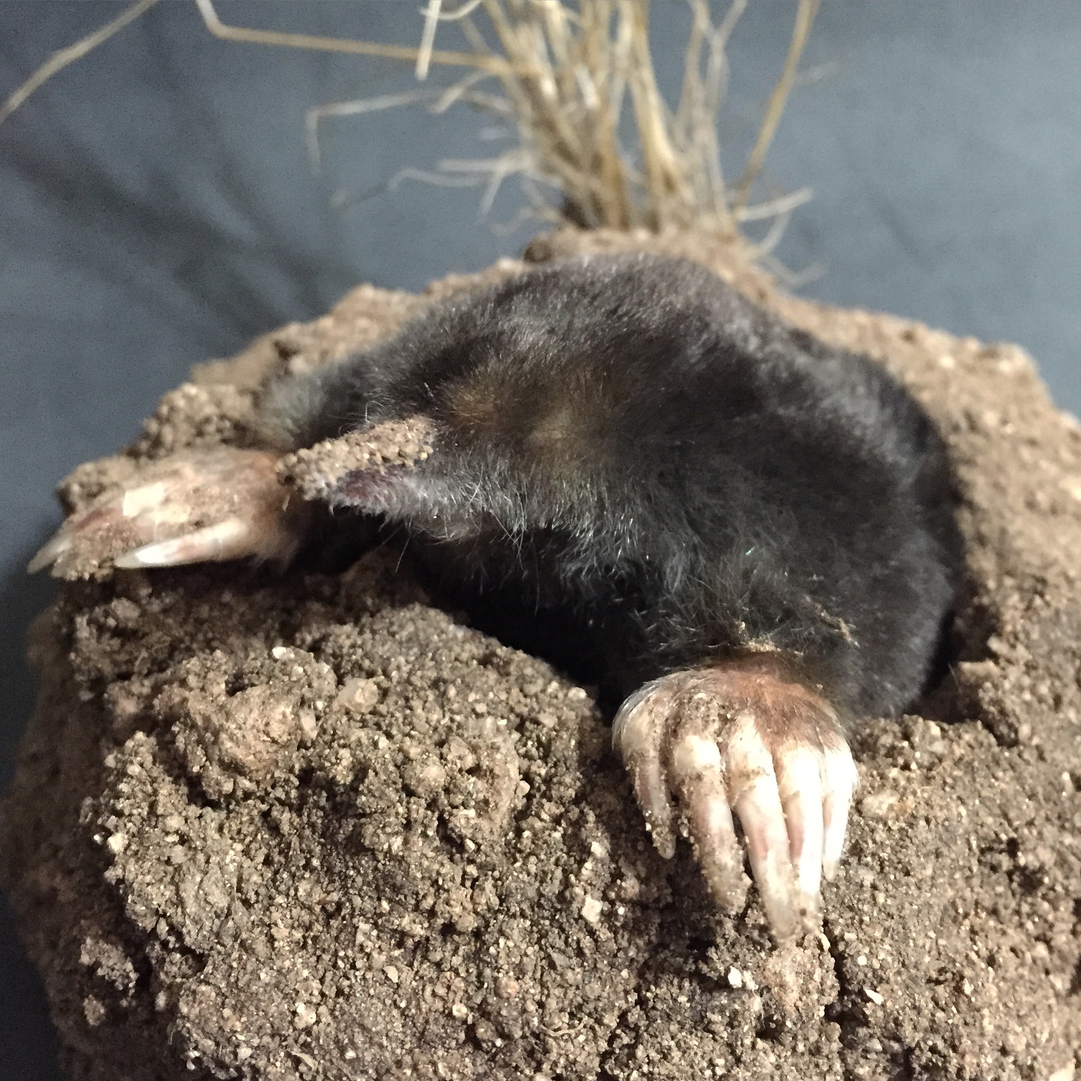 Natural Habitat Mole