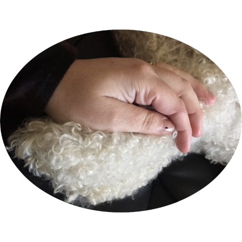 Pet maltipoo, Devo
