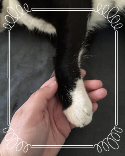 Beautiful and bold tuxedo cat, Slender