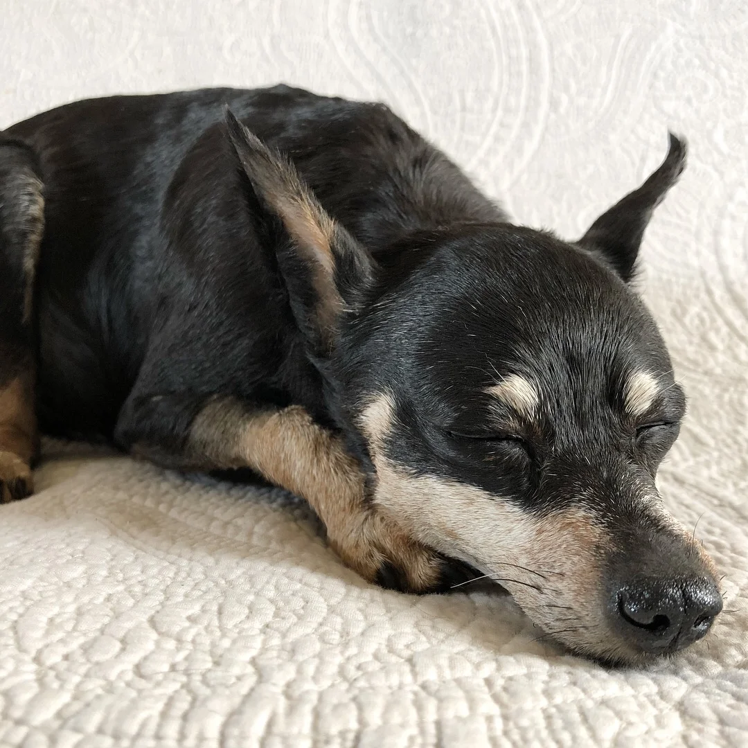 How Much Does It Cost To Get Your Dog Taxidermy