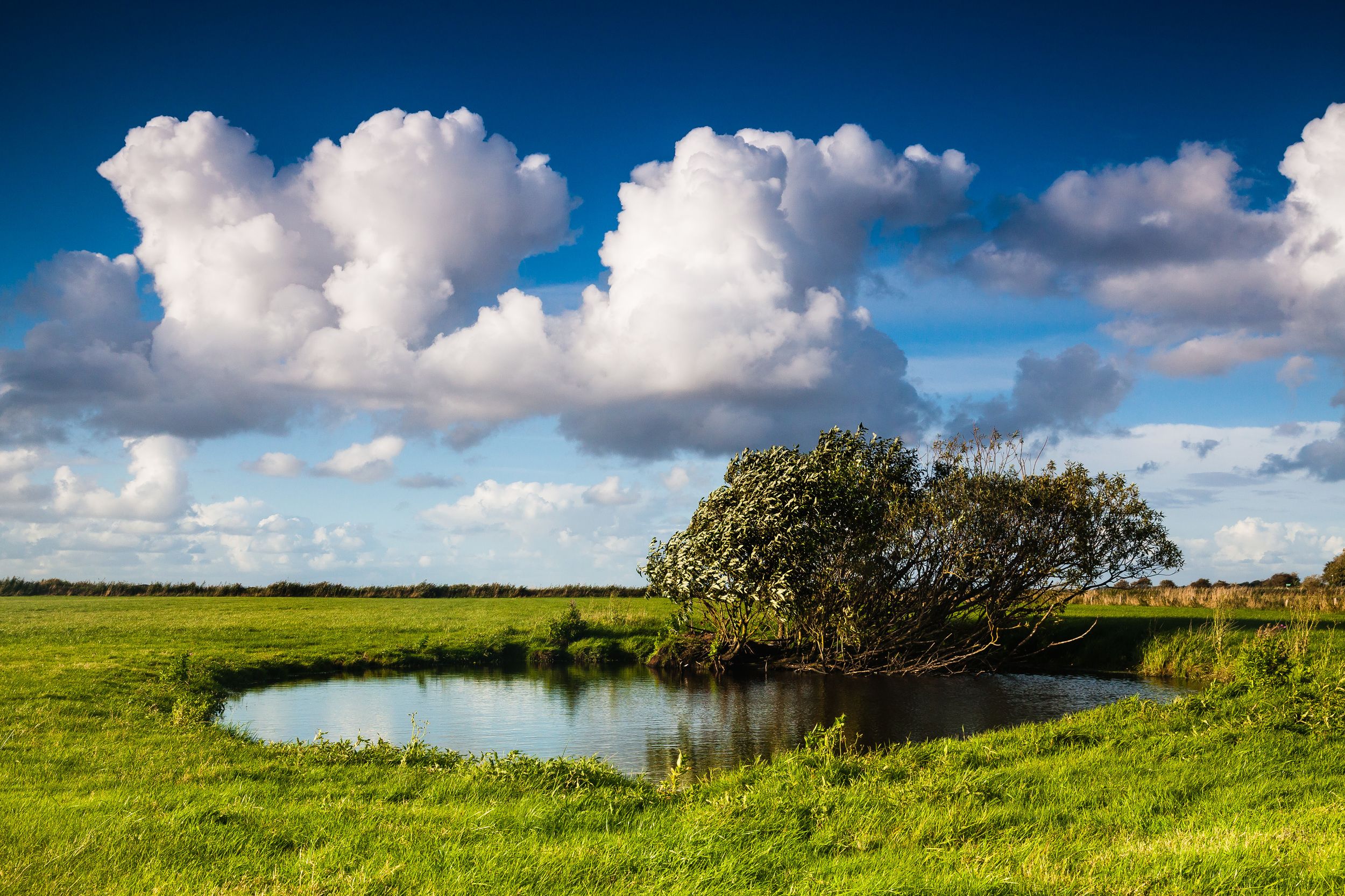 Wiese bei Alkersum