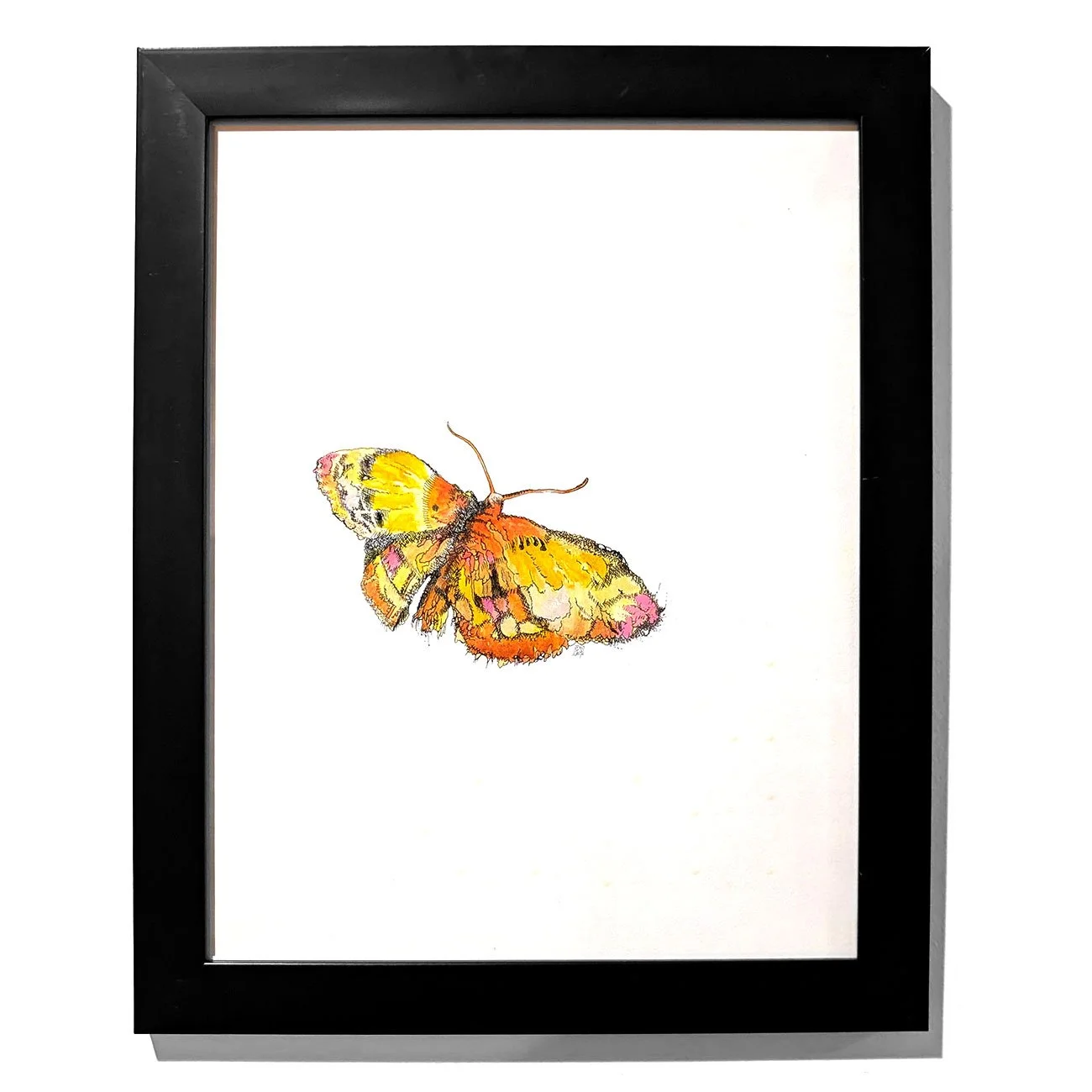 butterfly_moth_orange.jpg