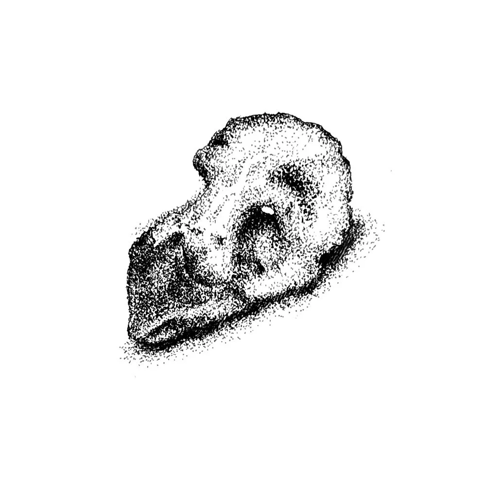 bird_head_skull.jpg