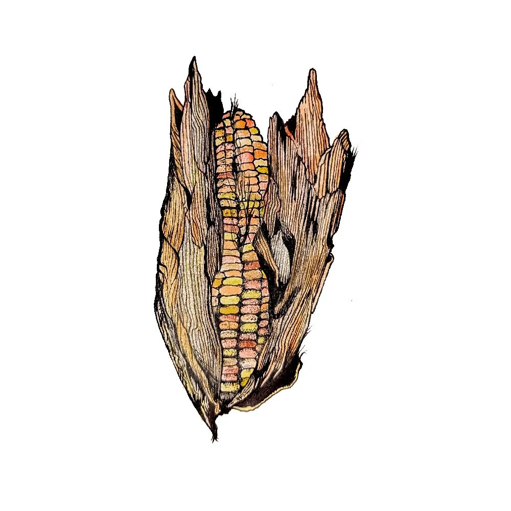 corn.jpg