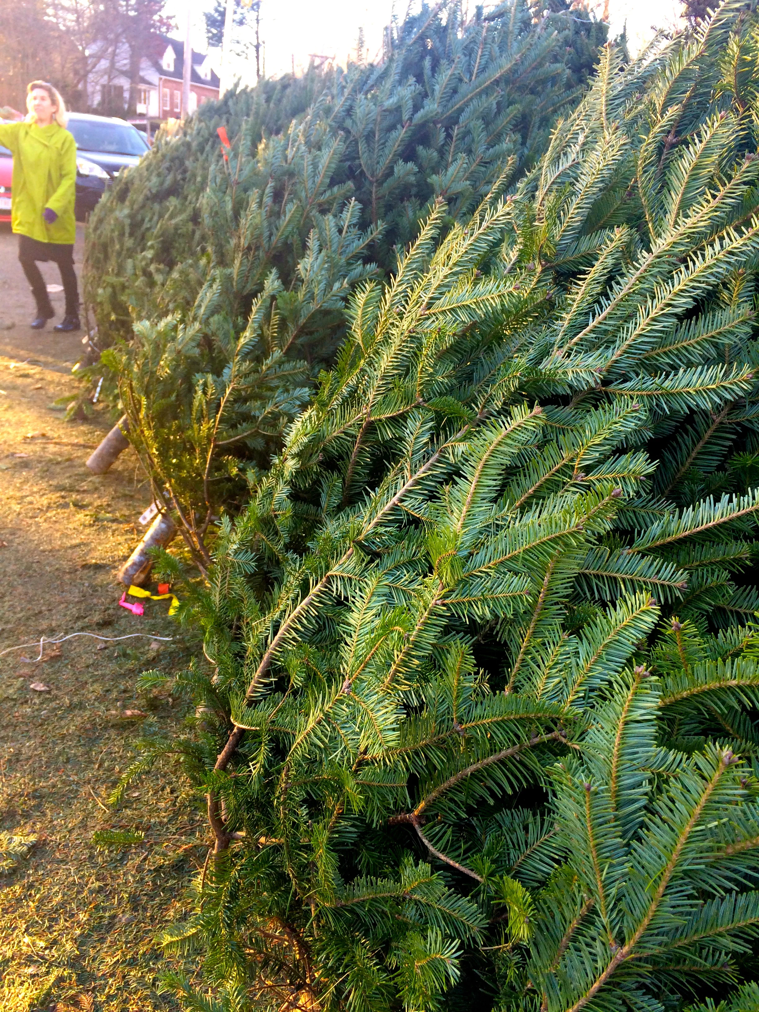 tree03.jpg